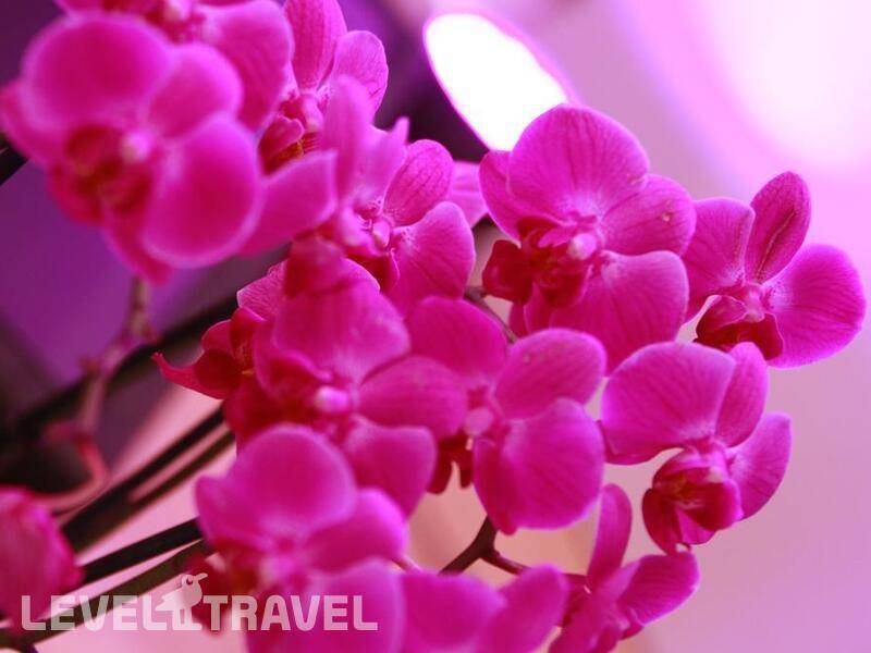 Фотография Fourside Hotel & Suites Vienna