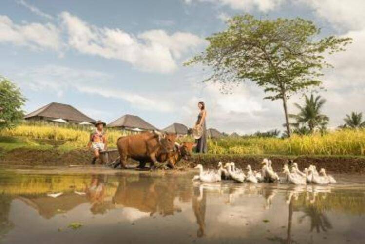Desa Visesa Ubud