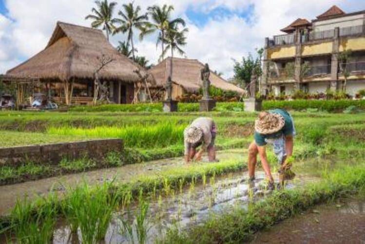 Desa Visesa Ubud