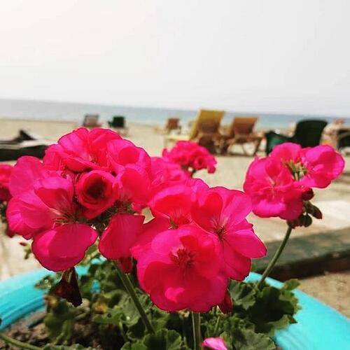 Miss Cleopatra Hotel (Ex. Ozcan Hotel)