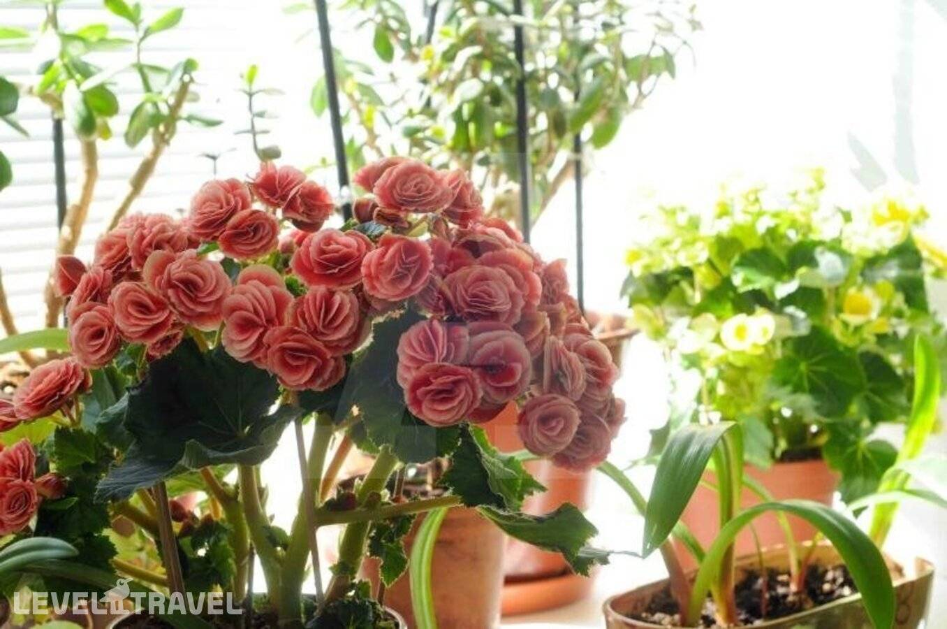 фотографии отеля Мини-Отель Шевченко в Россия(Василеостровский район) - фото №21