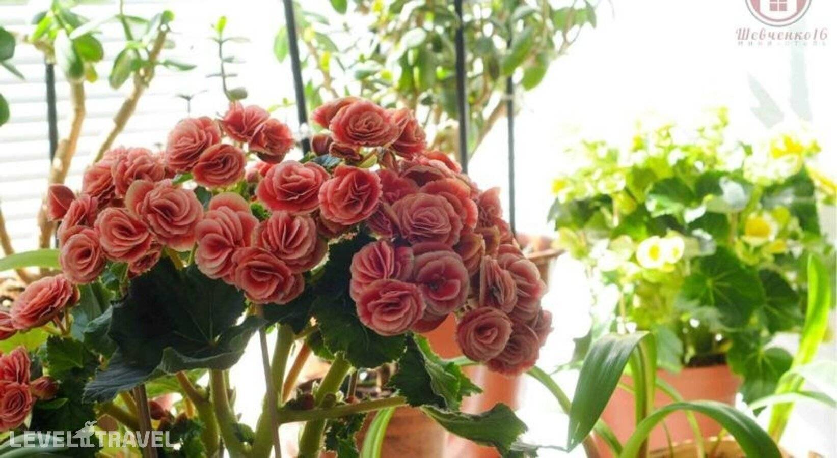 фотографии отеля Мини-Отель Шевченко в Россия(Василеостровский район) - фото №11