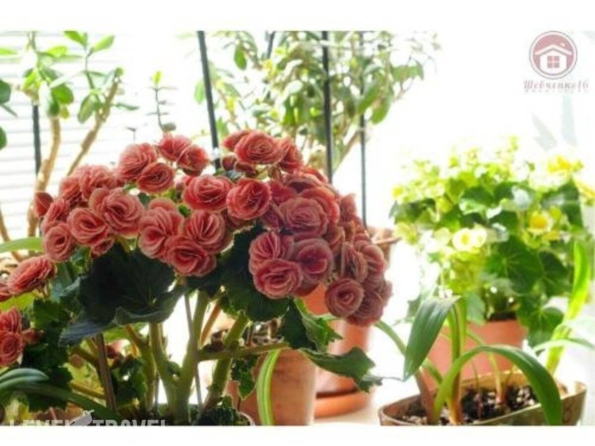 фотографии отеля Мини-Отель Шевченко в Россия(Василеостровский район) - фото №18