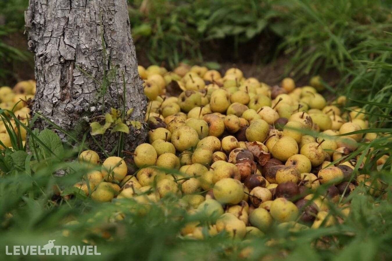 фотографии отеля Dil Hill в Армения(Дилижан) - фото №27