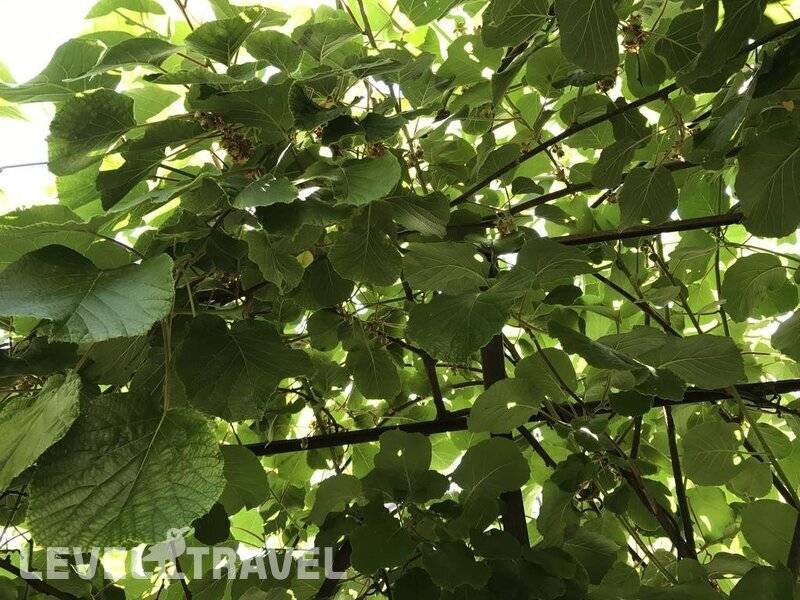 Фотография Гостевой Дом Бамбук-Хутор