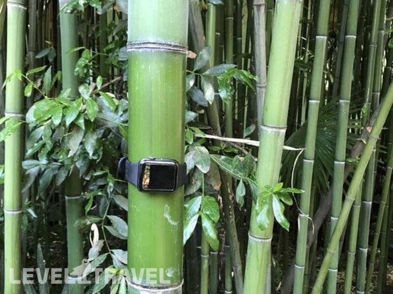 Фотография Гостевой Дом Бамбук-Хутор