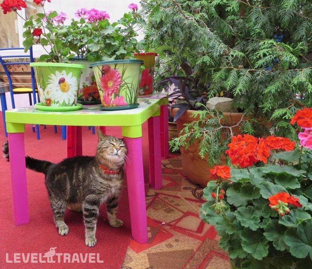 фотографии отеля Гостевой Дом Гуля в Россия(Кудепста) - фото №18