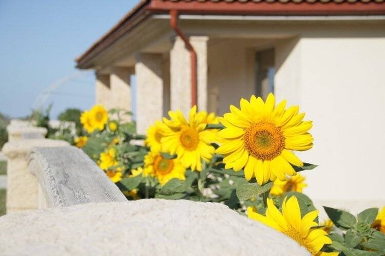 Александрия (Анапа)