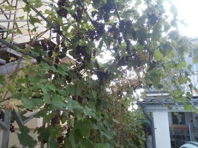 Гостевой Дом Аватар