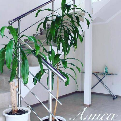 ГД Алиса