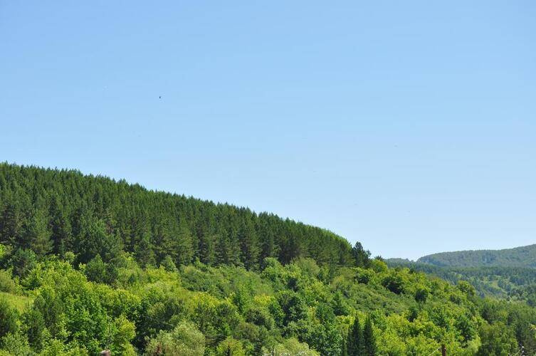 ГД Яблоневый Цвет