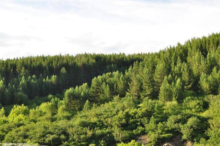 ГД Яблоневый Цвет