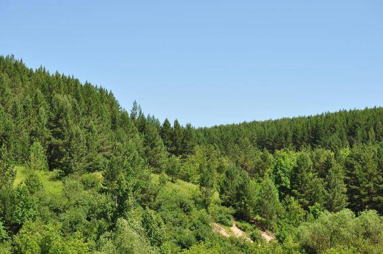 ГД Яблоневый Цвет