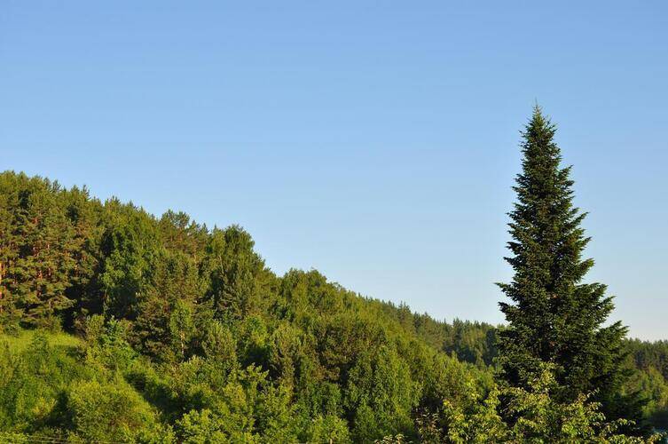 ГД Яблоневый Цвет