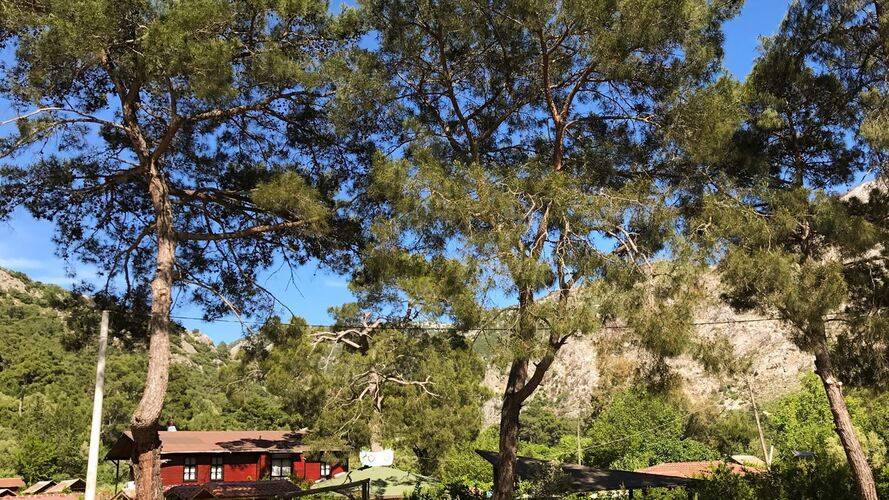 Koala Bungalows