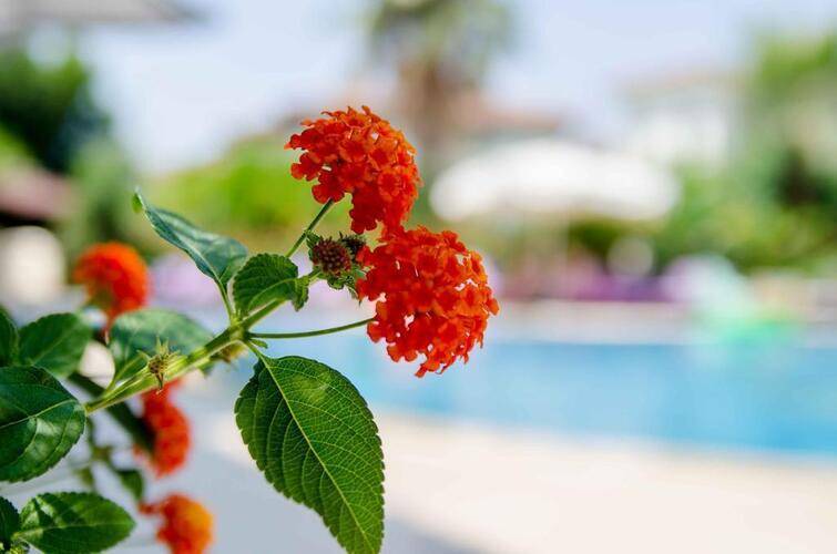 Holiday Calbis Dalyan