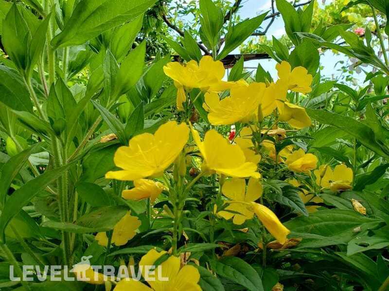Фотография У Розы Фотография У Розы