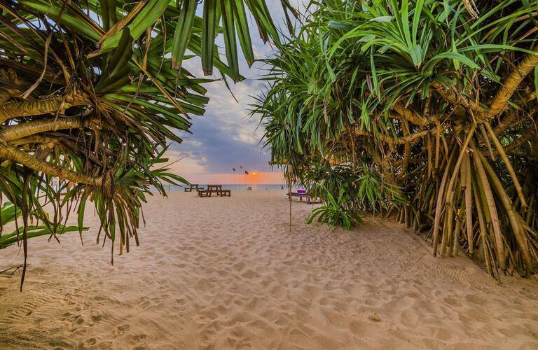 Jungle Beach Camp