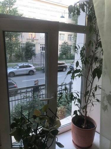 Отель Белый Бегемот