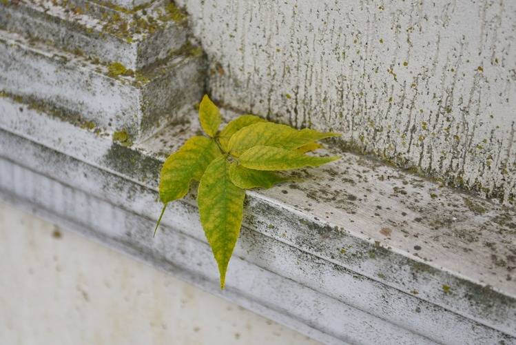 Гостиница Старый город