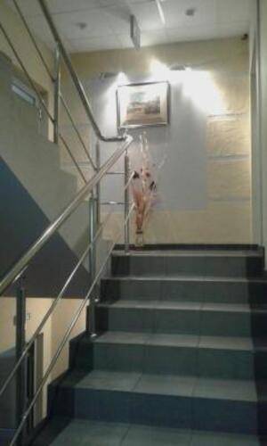 ГД Стрекоза