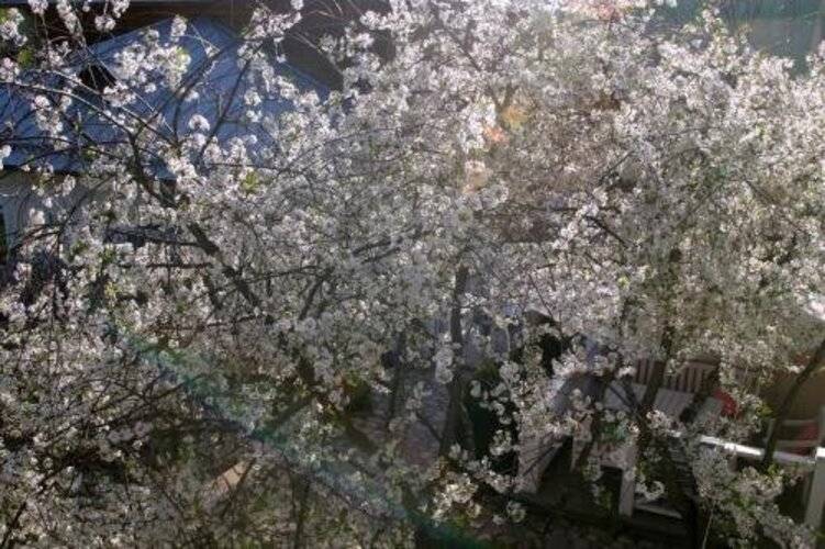 Вишневый сад в Плёсе