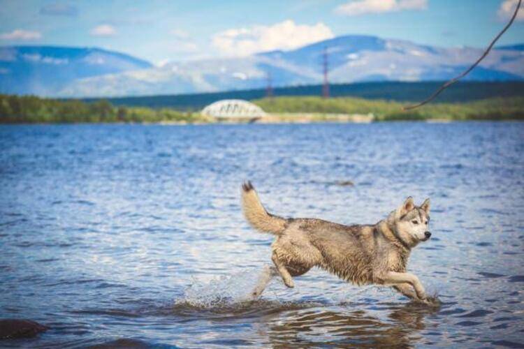 База отдыха Экостровская