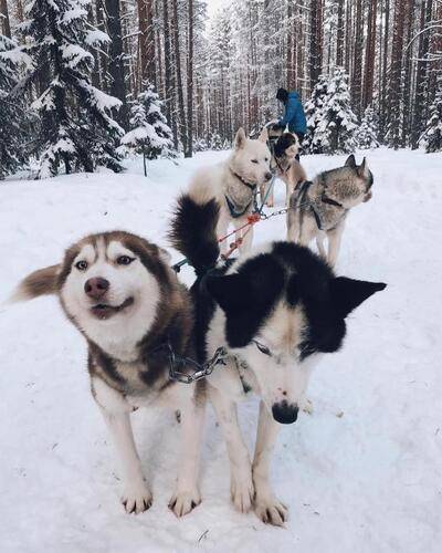 ГД Хаски Моа