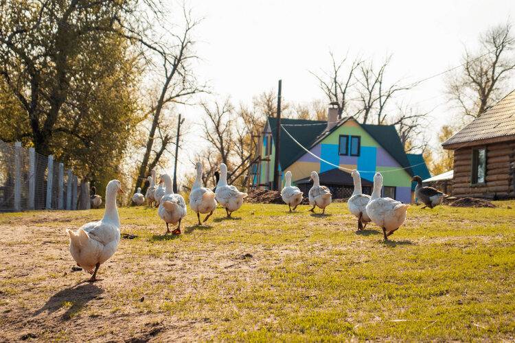 Эко-отель Летучая Рыба
