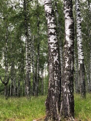 Загородный Гостиничный Комплекс Ясная Поляна