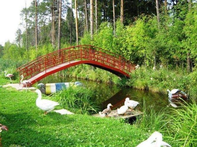 Камелия