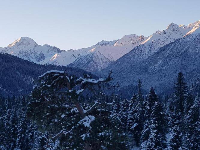 Forrest Chalet Отель