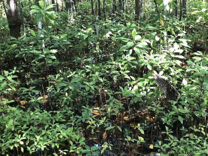 Tropical Sands Kelaa