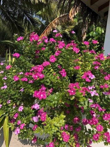 Tropical Sands Kelaa