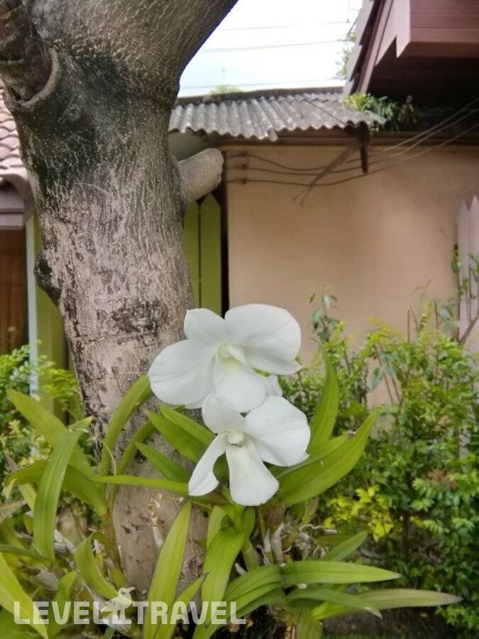 фотографии отеля Capricorn Village в Таиланд(Патонг Бич) - фото №21