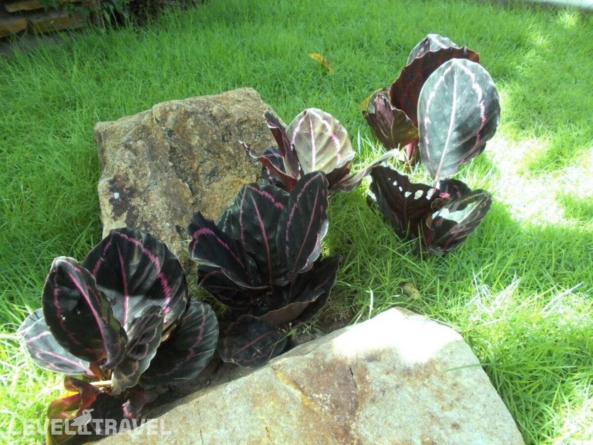 фотографии отеля Capricorn Village в Таиланд(Патонг Бич) - фото №25