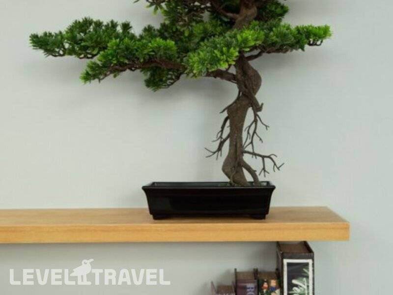 Фотография Loft Bonsai by Holiplanet