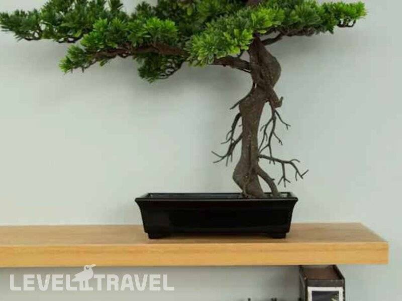 Фотография Loft Bonsai by Holiplanet