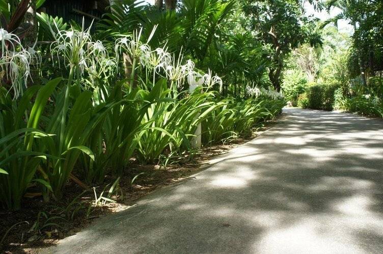 Palm Village