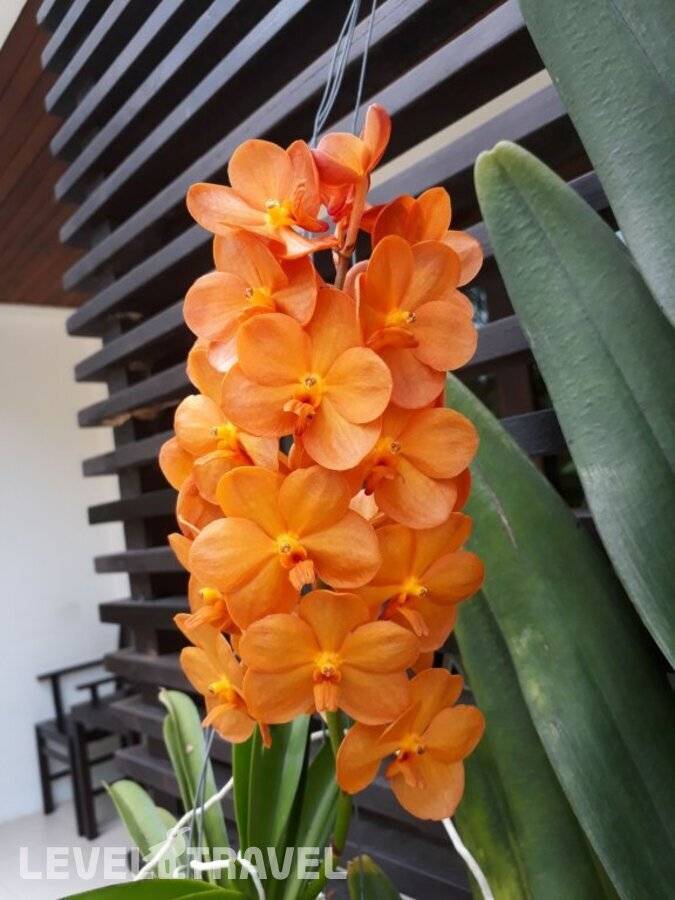 фотографии отеля Ampha Place Hotel в Таиланд(Маенам Бич) - фото №4