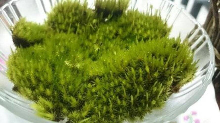 Little Home Hostel Nha Trang