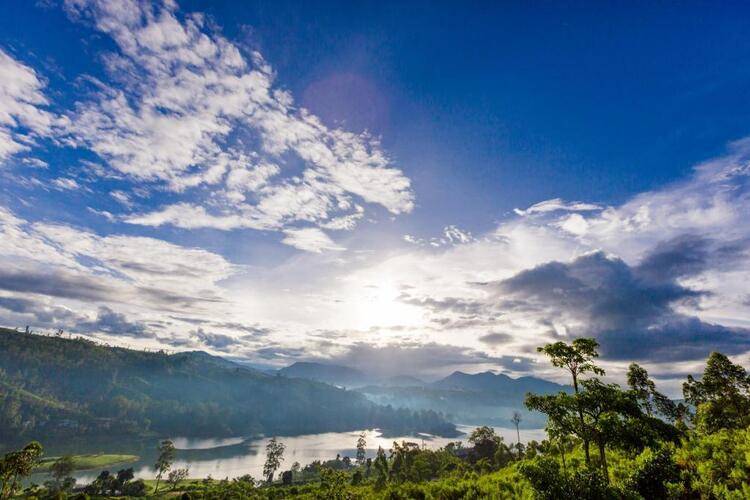 Camellia Hills
