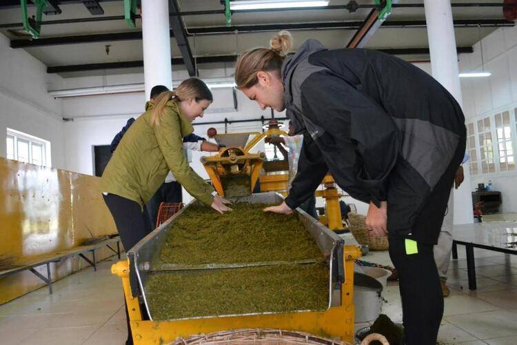Tea & Experience Factory