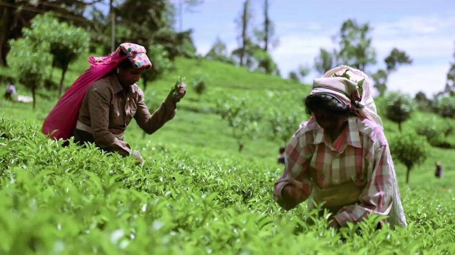 Tea & Experience Factory