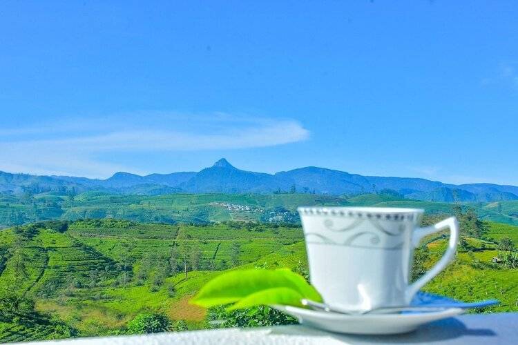 Tea Queens Bungalow