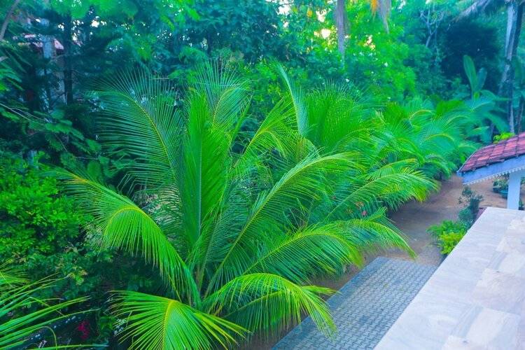 Villa Sri Lankan