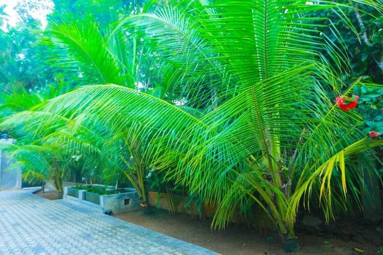 Villa Sri Lankan