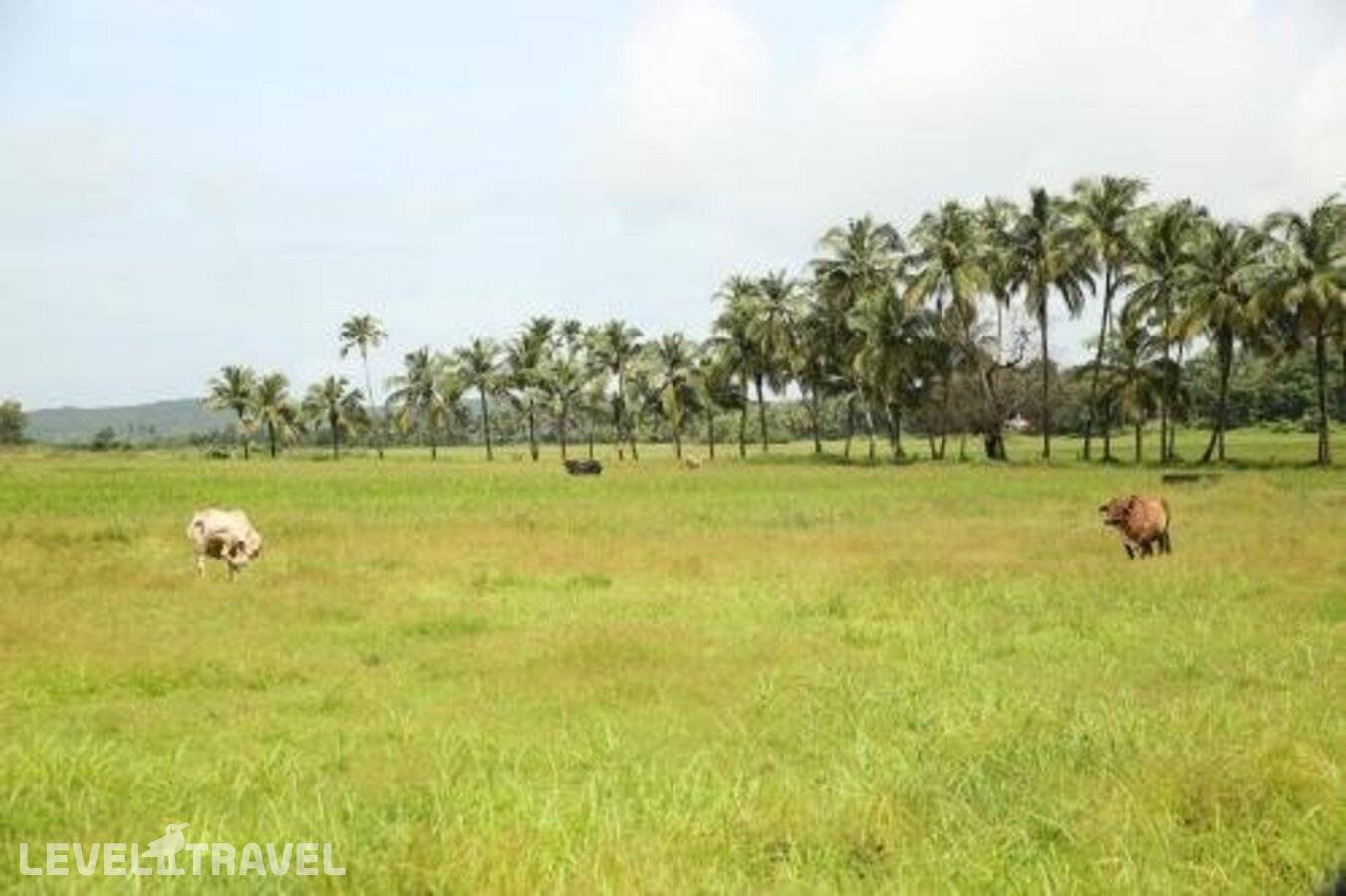 фотографии отеля Lar Amorosa Boutique B&B в Индия(Калангут) - фото №16