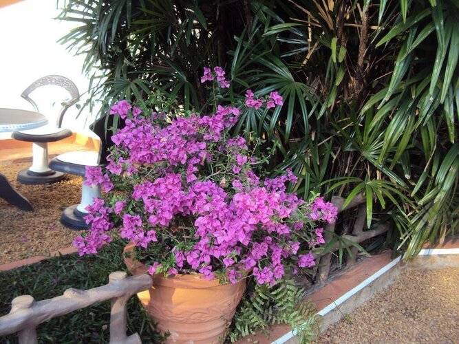Angel Villa - Exotic Holidays in Private Villa Near Beach