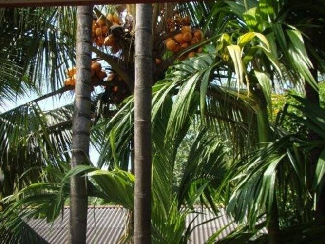 Bentota Dilu Villa